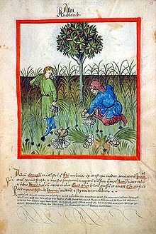 illuminated illustration of people harvesting garlic